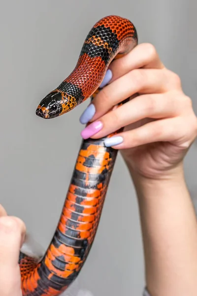 A tame big red handurass milk serpent wraps itself around a womans hand. — Stock Photo, Image