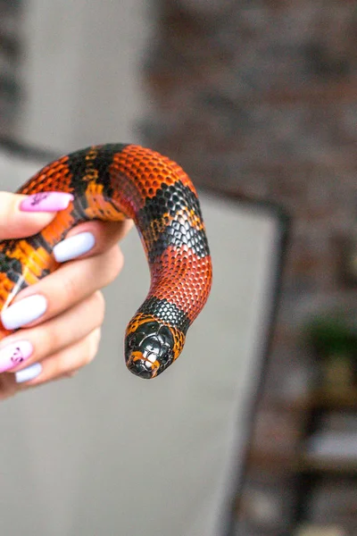 A tame big red handurass milk serpent wraps itself around a womans hand. — Stock Photo, Image