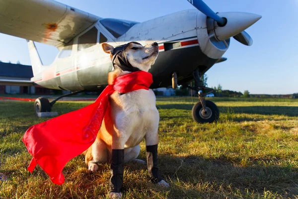 Sjovt Billede Shiba Inu Hunden Pilotdragt Lufthavnen - Stock-foto