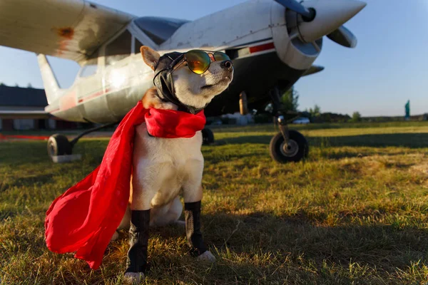 Fotografie Amuzantă Câinelui Shiba Inu Într Costum Pilot Aeroport — Fotografie, imagine de stoc