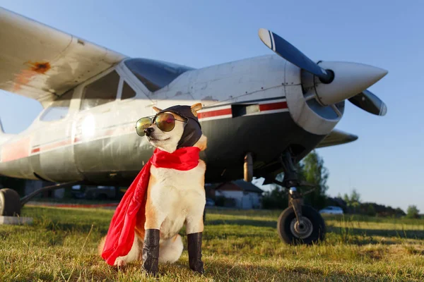 Vtipné Foto Psa Shiba Inu Pilotní Obleku Letišti — Stock fotografie