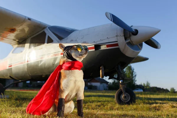 Funny Photo Shiba Inu Dog Pilot Suit Airport — Stock Photo, Image