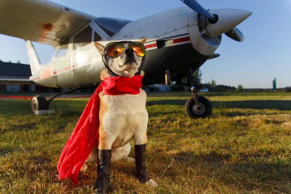 Sjovt Billede Shiba Inu Hunden Pilotdragt Lufthavnen - Stock-foto