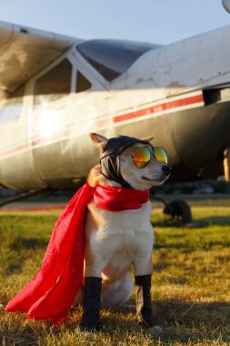 Havaalanında pilot takım elbiseli Shiba Inu köpeklerin komik fotoğraf
