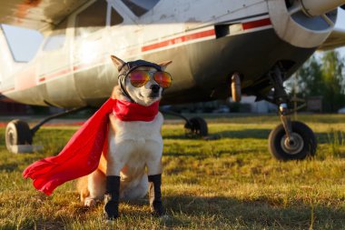 Havaalanında pilot takım elbiseli Shiba Inu köpeklerin komik fotoğraf