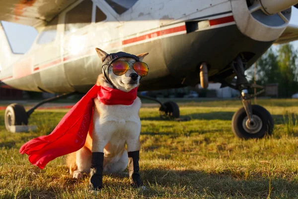 Sjovt Billede Shiba Inu Hunden Pilotdragt Lufthavnen - Stock-foto