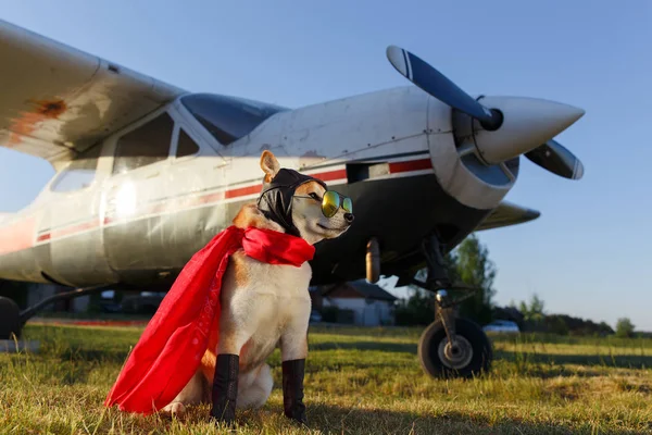 空港でパイロット スーツ 芝犬の面白い写真 — ストック写真