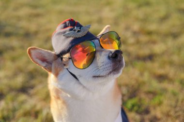 Komik fotoğraf Shiba Inu köpek çim zemin üzerine pilot takım elbiseli kadar kapatın