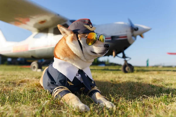 Foto Divertida Del Perro Shiba Inu Traje Piloto Aeropuerto —  Fotos de Stock