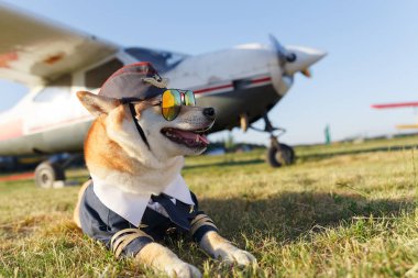 Havaalanında pilot takım elbiseli Shiba Inu köpeklerin komik fotoğraf