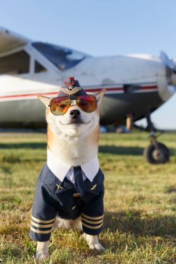 Komik Shiba Inu pilot takım elbiseli köpek uçakla gülümseyen fotoğraf kadar kapatın