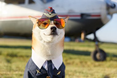 Komik Shiba Inu pilot takım elbiseli köpek uçakla gülümseyen fotoğraf kadar kapatın