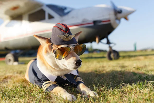 Foto Divertida Del Perro Shiba Inu Traje Piloto Aeropuerto —  Fotos de Stock