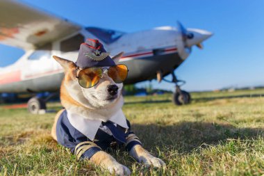 Havaalanında pilot takım elbiseli Shiba Inu köpeklerin komik fotoğraf