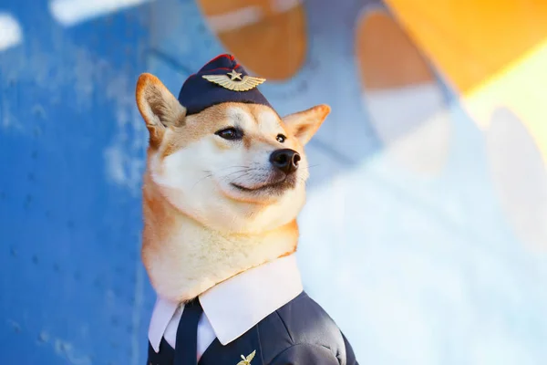 Foto Engraçada Cão Shiba Inu Terno Piloto Aeroporto — Fotografia de Stock