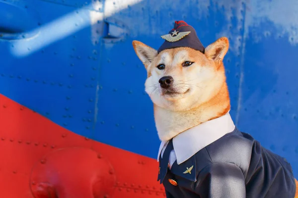 Vtipné Foto Psa Shiba Inu Pilotní Obleku Letišti — Stock fotografie