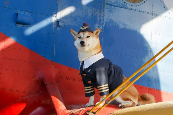 Foto Engraçada Cão Shiba Inu Terno Piloto Aeroporto — Fotografia de Stock