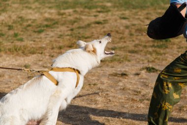 Eğitmen dersi beyaz İsviçreli çoban köpeğiyle birlikte yürütür. Köpek sahibini korur..