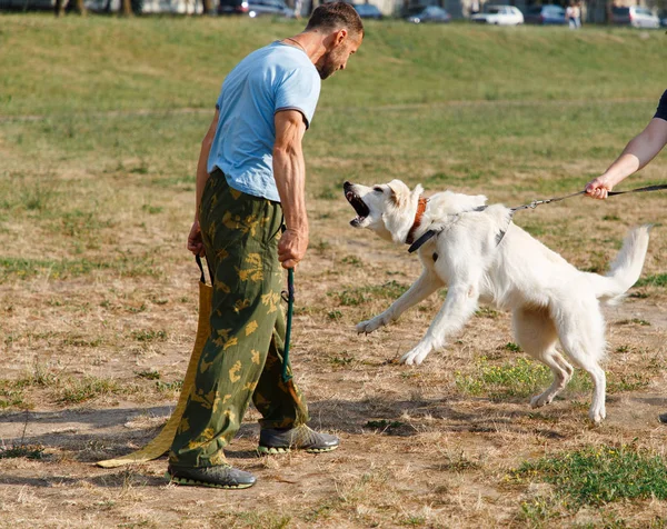 Istruttore Conduce Lezione Con Cane Pastore Svizzero Bianco Cane Protegge — Foto Stock