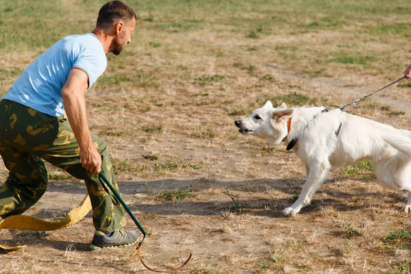 インストラクターは白いスイスの羊飼いの犬とレッスンを行います 犬は主人を守る — ストック写真