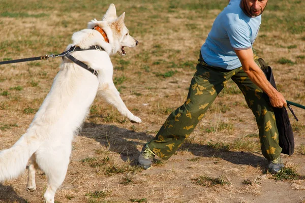 Eğitmen Dersi Beyaz Sviçreli Çoban Köpeğiyle Birlikte Yürütür Köpek Sahibini — Stok fotoğraf