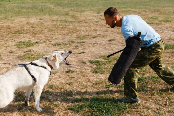 インストラクターは白いスイスの羊飼いの犬とレッスンを行います 犬は主人を守る — ストック写真