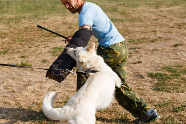 Instruktören Leder Lektionen Med Den Vita Schweiziska Herdehunden Hunden Skyddar — Stockfoto
