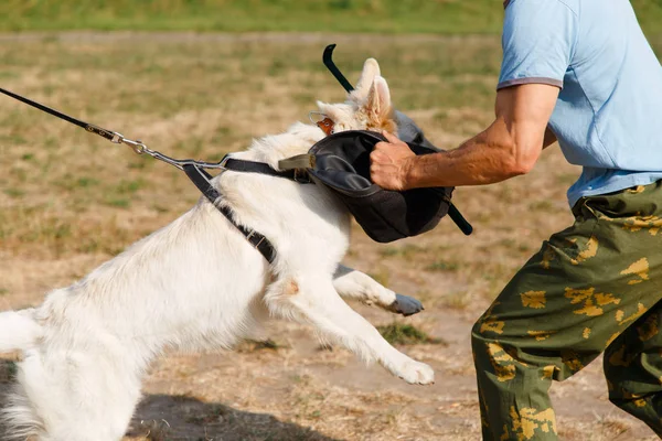 Istruttore Conduce Lezione Con Cane Pastore Svizzero Bianco Cane Protegge — Foto Stock