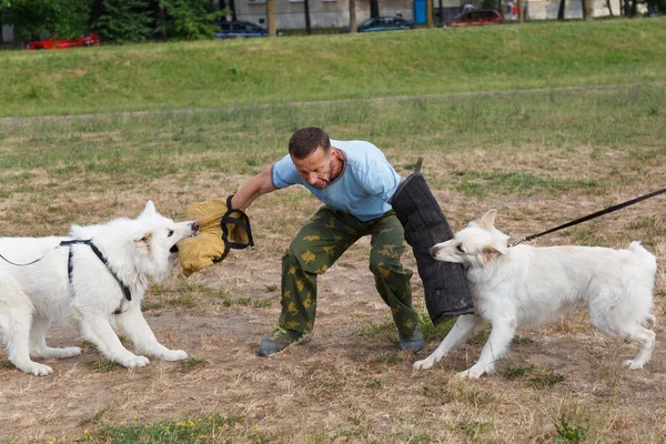 Die Kursleiterin Leitet Den Kurs Mit Dem Weißen Schweizer Schäferhund — Stockfoto