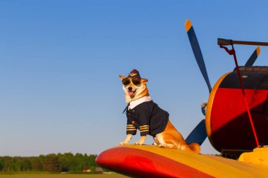 Havaalanında pilot takım elbiseli Akita Inu köpeklerin komik fotoğraf