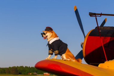 Havaalanında pilot takım elbiseli Akita Inu köpeklerin komik fotoğraf