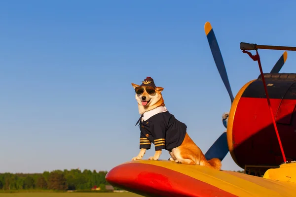 Foto Engraçada Cão Akita Inu Terno Piloto Aeroporto — Fotografia de Stock