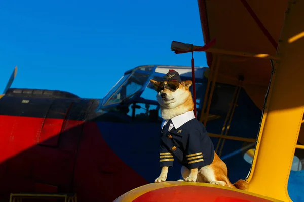 在机场的飞行员套装中 秋田犬狗的滑稽照片 — 图库照片