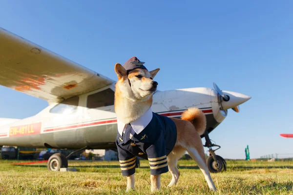 Funny photo of the Shiba Inu dog in a pilot suit at the airport