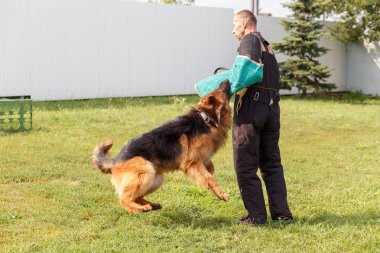 Eğitmenin ders Alman çoban köpeği ile yürütmektedir. Köpek sahibine korur.
