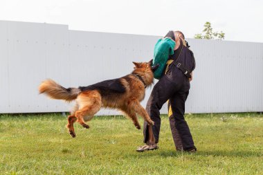 Eğitmenin ders Alman çoban köpeği ile yürütmektedir. Köpek sahibine korur.