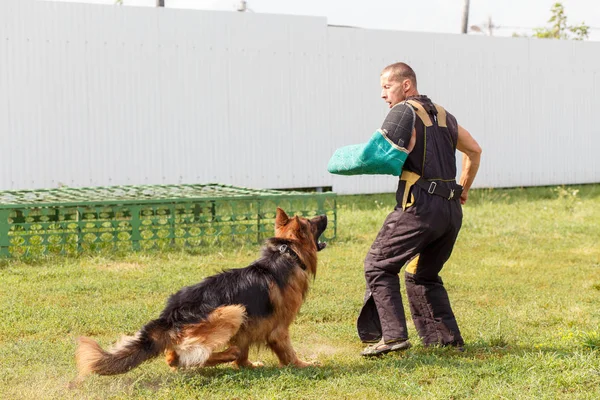 Instruktören Genomför Lektionen Med Den Tyska Herde Förföljer Hund Skyddar — Stockfoto