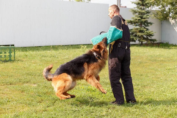 Eğitmenin Ders Alman Çoban Köpeği Ile Yürütmektedir Köpek Sahibine Korur — Stok fotoğraf