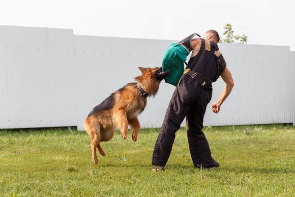 Eğitmenin Ders Alman Çoban Köpeği Ile Yürütmektedir Köpek Sahibine Korur — Stok fotoğraf