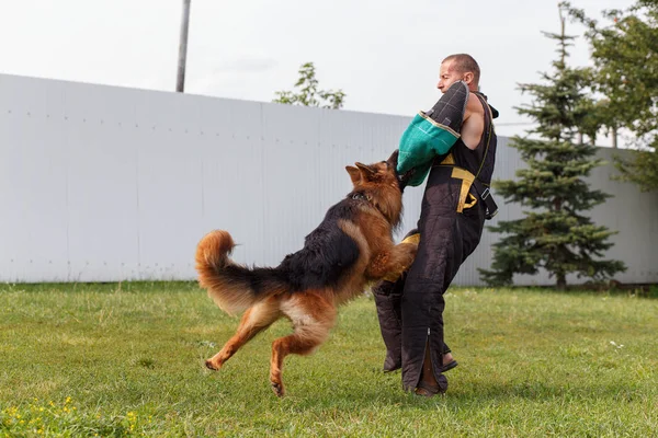 Instruktören Genomför Lektionen Med Den Tyska Herde Förföljer Hund Skyddar — Stockfoto