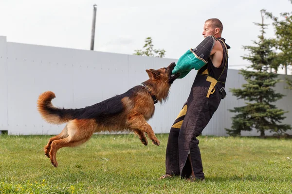 Instruktören Genomför Lektionen Med Den Tyska Herde Förföljer Hund Skyddar — Stockfoto