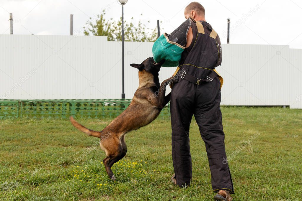 The instructor conducts the lesson with the Belgian Shepherd dog. The dog protects its master.