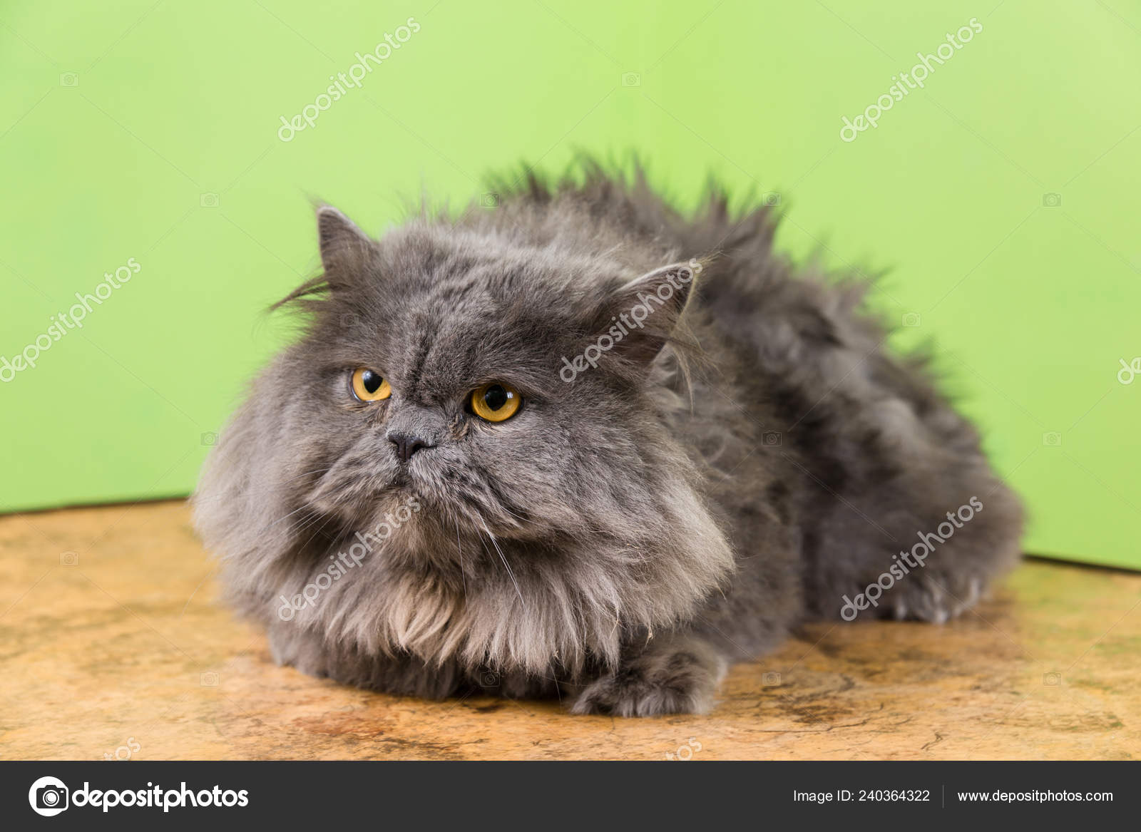 Persian Cat Waiting Shearing Beauty Salon Animals Cat Afraid Angry Stock Photo by ©Aksakal 240364322 Persian Cat Waiting Shearing Beauty Salon Animals Cat Afraid Angry Stock Photo by ©Aksakal 240364322
