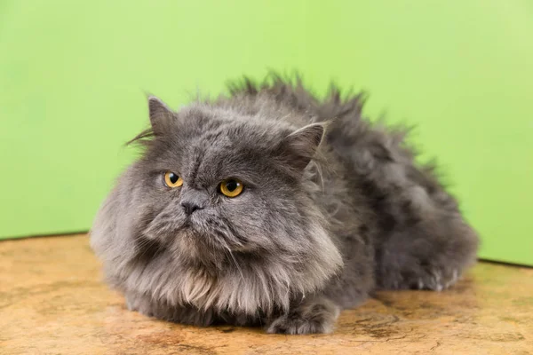Perzische Kat Wachten Voor Het Schuintrekken Salon Van Schoonheid Voor — Stockfoto