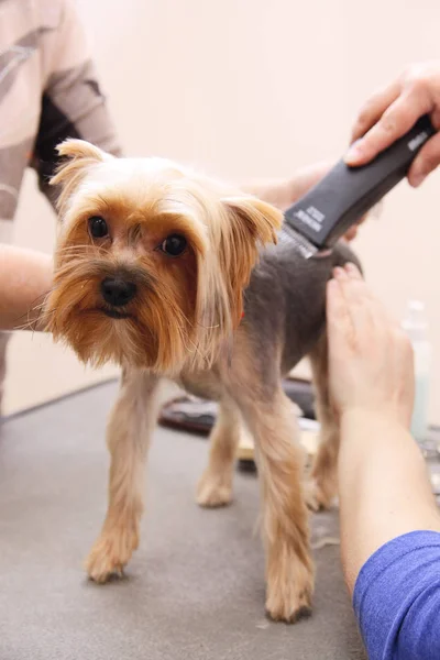 约克郡的宠物狗在美容师面前理发 — 图库照片