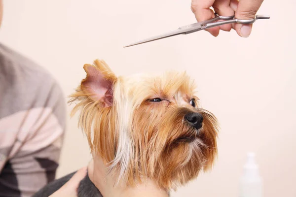 Yorkshire Terrier Lässt Sich Beim Pfleger Die Haare Schneiden — Stockfoto