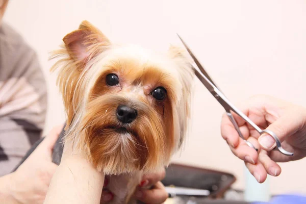 Yorkshire Terrier Lässt Sich Beim Pfleger Die Haare Schneiden — Stockfoto
