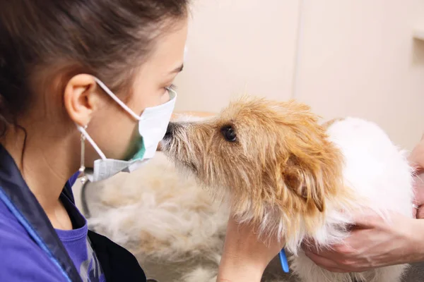 Jack Russell Terrier Reniflant Coiffeur Pendant Fait Couper Les Cheveux — Photo