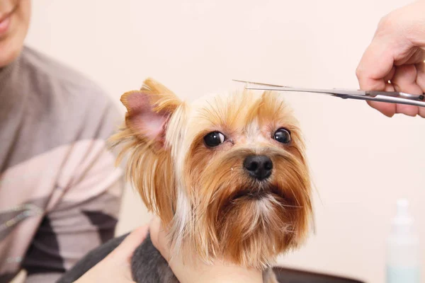 Yorkshire Terrier Att Sitt Hår Klippt Vid Groomer Royaltyfria Stockbilder