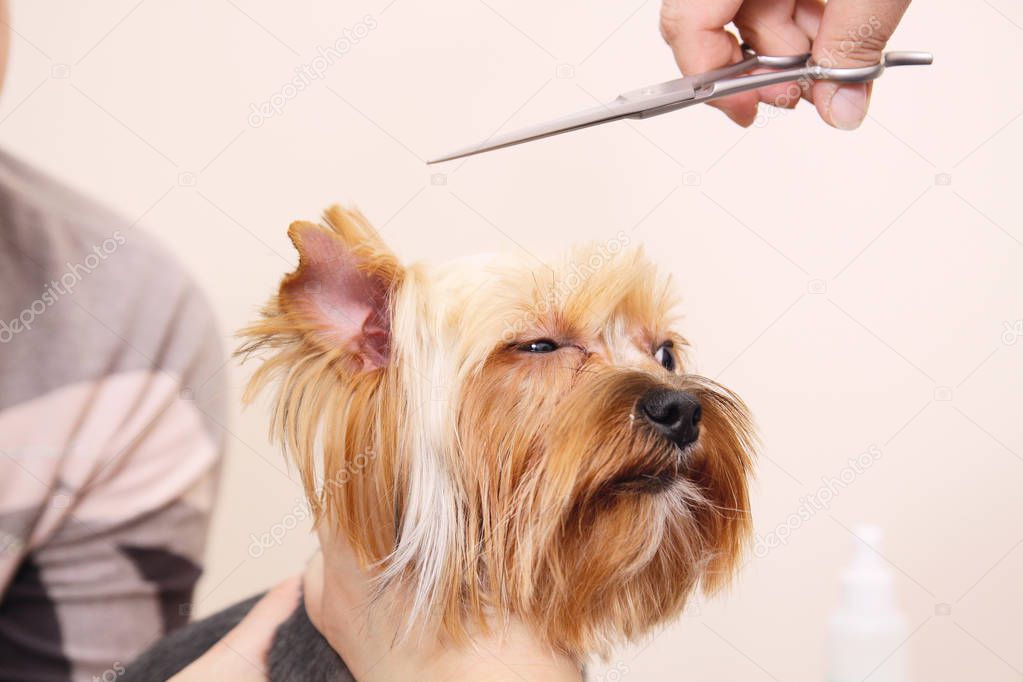 Yorkshire Terrier getting his hair cut at the groomer